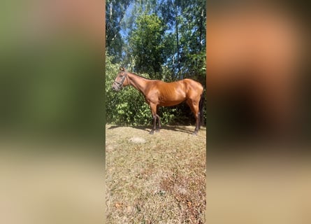 Caballo de deporte irlandés, Caballo castrado, 4 años, 163 cm, Castaño