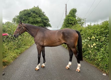 Caballo de deporte irlandés, Caballo castrado, 4 años, 163 cm, Castaño oscuro