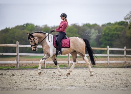 Caballo de deporte irlandés, Caballo castrado, 4 años, 164 cm, Pío