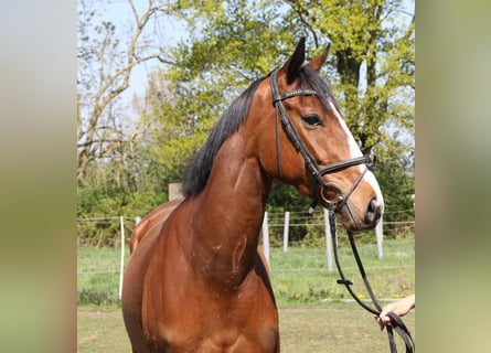 Caballo de deporte irlandés, Caballo castrado, 4 años, 165 cm, Castaño