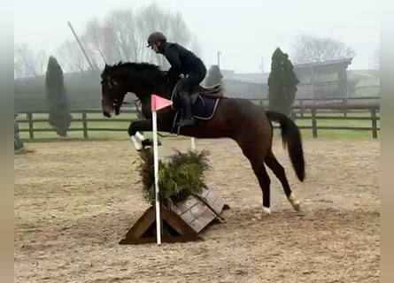 Caballo de deporte irlandés, Caballo castrado, 4 años, 167 cm, Castaño oscuro