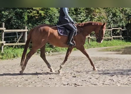 Caballo de deporte irlandés, Caballo castrado, 4 años, 168 cm, Alazán-tostado