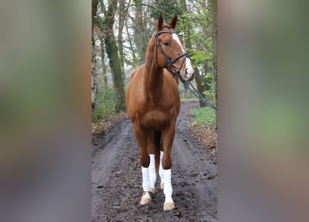 Caballo de deporte irlandés, Caballo castrado, 4 años, 168 cm, Alazán-tostado