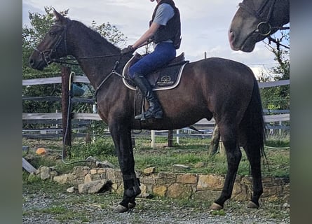 Caballo de deporte irlandés, Caballo castrado, 4 años, 168 cm, Castaño
