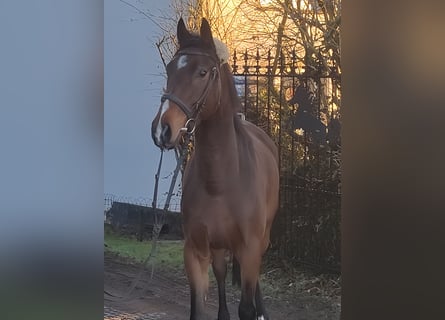 Caballo de deporte irlandés, Caballo castrado, 4 años, 168 cm, Castaño