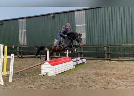 Caballo de deporte irlandés, Caballo castrado, 4 años, 168 cm, Castaño