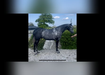 Caballo de deporte irlandés, Caballo castrado, 4 años, 168 cm, Tordo rodado