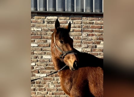 Caballo de deporte irlandés, Caballo castrado, 4 años, 170 cm, Castaño