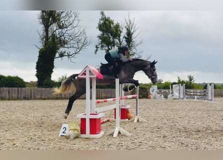 Caballo de deporte irlandés, Caballo castrado, 4 años, 173 cm, Tordo
