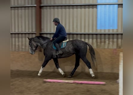 Caballo de deporte irlandés, Caballo castrado, 4 años, 173 cm, Tordo