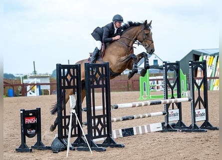 Caballo de deporte irlandés, Caballo castrado, 4 años, 175 cm, Castaño rojizo