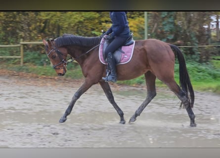 Caballo de deporte irlandés, Caballo castrado, 5 años, 160 cm, Castaño