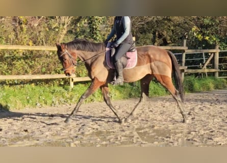 Caballo de deporte irlandés, Caballo castrado, 5 años, 160 cm, Castaño