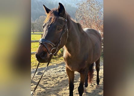 Caballo de deporte irlandés, Caballo castrado, 5 años, 160 cm, Castaño oscuro