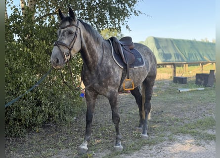 Caballo de deporte irlandés, Caballo castrado, 5 años, 160 cm, Tordillo negro