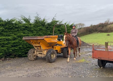 Caballo de deporte irlandés, Caballo castrado, 5 años, 163 cm, Alazán-tostado