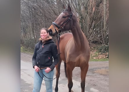 Caballo de deporte irlandés, Caballo castrado, 5 años, 164 cm, Castaño