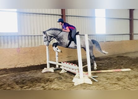 Caballo de deporte irlandés, Caballo castrado, 5 años, 164 cm, Tordo rodado