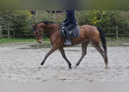 Caballo de deporte irlandés, Caballo castrado, 5 años, 165 cm, Castaño