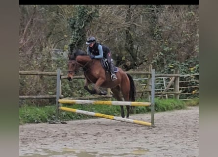 Caballo de deporte irlandés, Caballo castrado, 5 años, 165 cm, Castaño