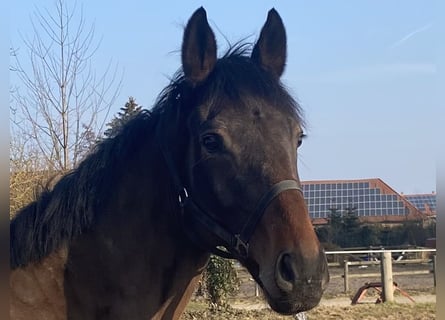 Caballo de deporte irlandés, Caballo castrado, 5 años, 166 cm, Castaño oscuro