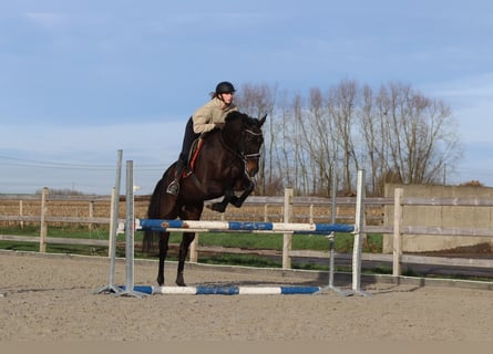 Caballo de deporte irlandés, Caballo castrado, 5 años, 166 cm, Negro