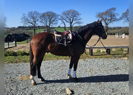 Caballo de deporte irlandés, Caballo castrado, 5 años, 167 cm, Castaño rojizo