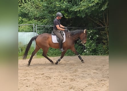 Caballo de deporte irlandés, Caballo castrado, 5 años, 168 cm, Castaño