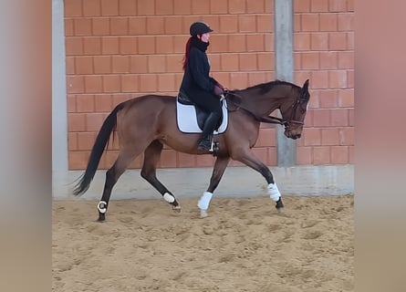 Caballo de deporte irlandés, Caballo castrado, 5 años, 168 cm, Castaño