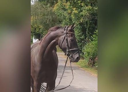 Caballo de deporte irlandés, Caballo castrado, 5 años, 168 cm, Morcillo