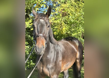 Caballo de deporte irlandés, Caballo castrado, 5 años, 170 cm, Castaño