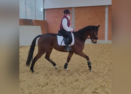 Caballo de deporte irlandés, Caballo castrado, 5 años, 170 cm, Castaño