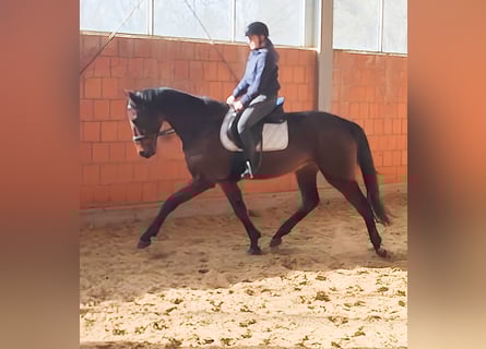Caballo de deporte irlandés, Caballo castrado, 5 años, 170 cm, Castaño