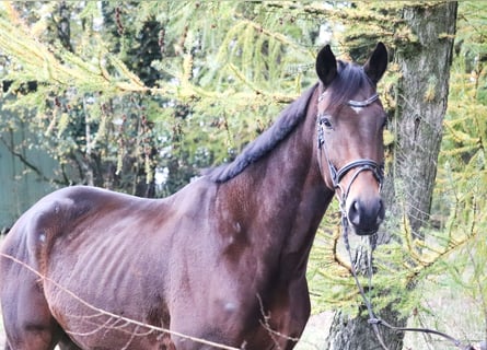 Caballo de deporte irlandés, Caballo castrado, 5 años, 172 cm, Morcillo