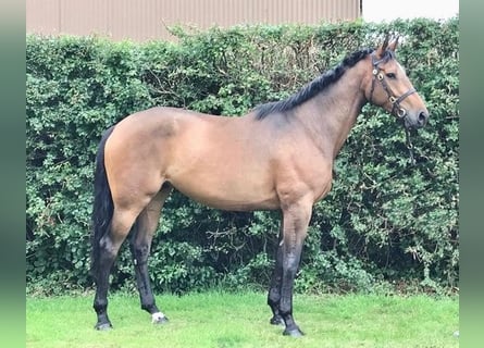 Caballo de deporte irlandés, Caballo castrado, 5 años, Castaño rojizo