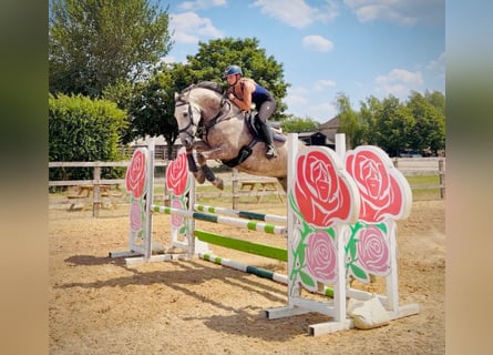 Caballo de deporte irlandés, Caballo castrado, 6 años, 160 cm, Tordo
