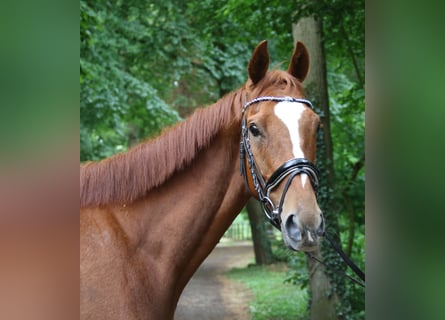 Caballo de deporte irlandés, Caballo castrado, 6 años, 162 cm, Alazán