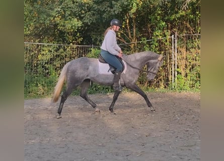 Caballo de deporte irlandés, Caballo castrado, 6 años, 162 cm, Tordillo negro