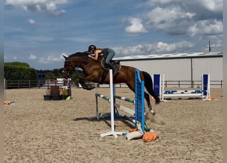 Caballo de deporte irlandés, Caballo castrado, 6 años, 164 cm, Castaño rojizo
