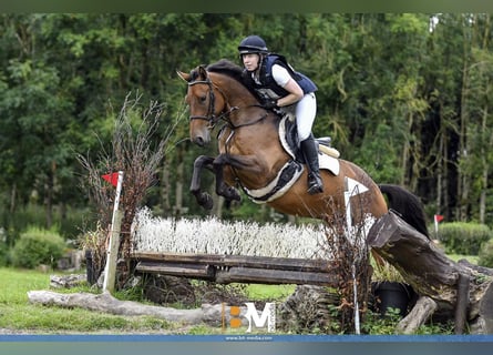 Caballo de deporte irlandés, Caballo castrado, 6 años, 166 cm, Castaño