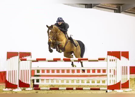 Caballo de deporte irlandés, Caballo castrado, 6 años, 171 cm, Castaño