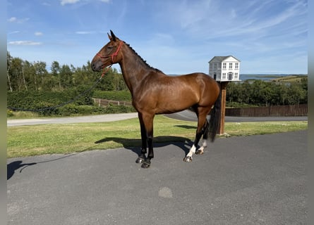 Caballo de deporte irlandés, Caballo castrado, 6 años, 173 cm, Castaño rojizo