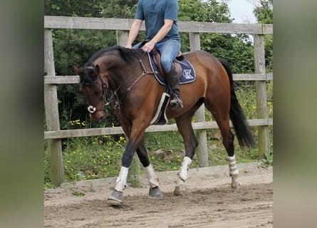 Caballo de deporte irlandés, Caballo castrado, 6 años, 173 cm, Castaño rojizo