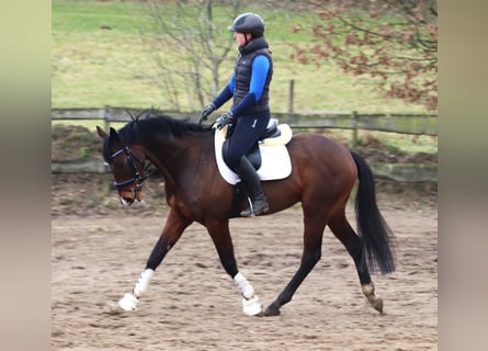 Caballo de deporte irlandés Mestizo, Caballo castrado, 6 años, Castaño