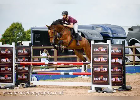 Caballo de deporte irlandés, Caballo castrado, 6 años, Castaño