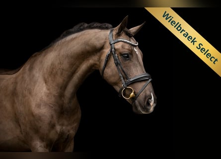 Caballo de deporte irlandés, Caballo castrado, 7 años, 149 cm, Negro