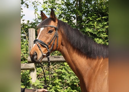 Caballo de deporte irlandés, Caballo castrado, 7 años, 160 cm, Castaño