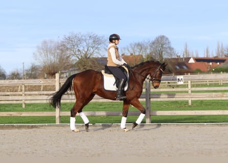 Caballo de deporte irlandés, Caballo castrado, 7 años, 164 cm, Castaño