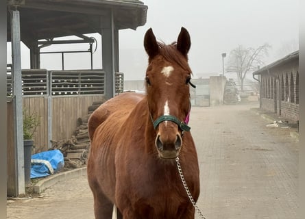 Caballo de deporte irlandés, Caballo castrado, 7 años, 165 cm, Alazán