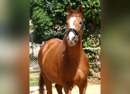 Caballo de deporte irlandés, Caballo castrado, 7 años, 167 cm, Alazán